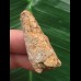 3,9 cm heller Zahn des Spinosaurus