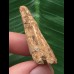 3,9 cm heller Zahn des Spinosaurus