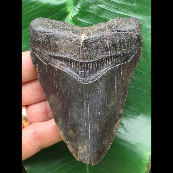 10,3 cm schwarzer Zahn des Megalodon 10,3 cm schwarzer Zahn des Megalodon