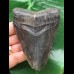 10,3 cm schwarzer Zahn des Megalodon 10,3 cm schwarzer Zahn des Megalodon