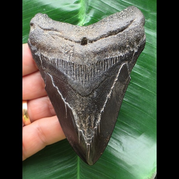 10,0 cm schwarzer Zahn des Megalodon 10,0 cm schwarzer Zahn des Megalodon