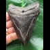 10,0 cm schwarzer Zahn des Megalodon 10,0 cm schwarzer Zahn des Megalodon