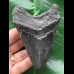 10,0 cm schwarzer Zahn des Megalodon 10,0 cm schwarzer Zahn des Megalodon