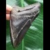 10,0 cm schwarzer Zahn des Megalodon 10,0 cm schwarzer Zahn des Megalodon