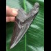 10,0 cm schwarzer Zahn des Megalodon 10,0 cm schwarzer Zahn des Megalodon