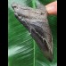 10,0 cm schwarzer Zahn des Megalodon 10,0 cm schwarzer Zahn des Megalodon