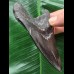 10,0 cm schwarzer Zahn des Megalodon 10,0 cm schwarzer Zahn des Megalodon