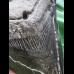 10,0 cm schwarzer Zahn des Megalodon 10,0 cm schwarzer Zahn des Megalodon