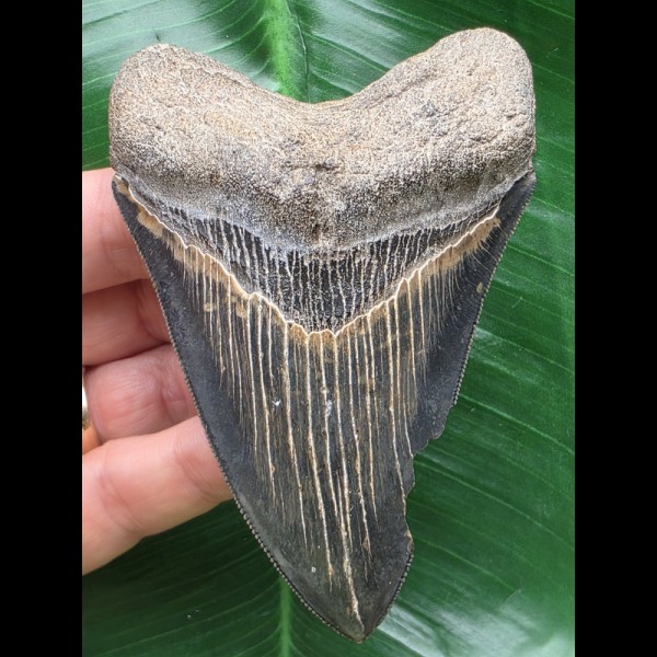 10,2 cm dunkler blauer Zahn des Megalodon 10,2 cm dunkler blauer Zahn des Megalodon
