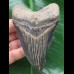 10,2 cm dunkler blauer Zahn des Megalodon 10,2 cm dunkler blauer Zahn des Megalodon