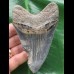10,2 cm dunkler blauer Zahn des Megalodon 10,2 cm dunkler blauer Zahn des Megalodon