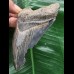 10,2 cm dunkler blauer Zahn des Megalodon 10,2 cm dunkler blauer Zahn des Megalodon