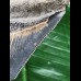 10,2 cm dunkler blauer Zahn des Megalodon 10,2 cm dunkler blauer Zahn des Megalodon