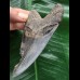 10,2 cm dunkler blauer Zahn des Megalodon 10,2 cm dunkler blauer Zahn des Megalodon