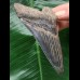 10,2 cm dunkler blauer Zahn des Megalodon 10,2 cm dunkler blauer Zahn des Megalodon