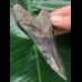 10,2 cm dunkler blauer Zahn des Megalodon 10,2 cm dunkler blauer Zahn des Megalodon