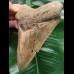 13,3 cm facettenreich gefärbter Zahn des Megalodon 13,3 cm facettenreich gefärbter Zahn des Megalodon