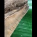 13,3 cm facettenreich gefärbter Zahn des Megalodon 13,3 cm facettenreich gefärbter Zahn des Megalodon