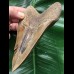 13,3 cm facettenreich gefärbter Zahn des Megalodon 13,3 cm facettenreich gefärbter Zahn des Megalodon