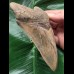 13,3 cm facettenreich gefärbter Zahn des Megalodon 13,3 cm facettenreich gefärbter Zahn des Megalodon