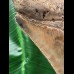 13,3 cm facettenreich gefärbter Zahn des Megalodon 13,3 cm facettenreich gefärbter Zahn des Megalodon