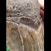 13,3 cm facettenreich gefärbter Zahn des Megalodon 13,3 cm facettenreich gefärbter Zahn des Megalodon