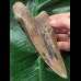13,3 cm facettenreich gefärbter Zahn des Megalodon 13,3 cm facettenreich gefärbter Zahn des Megalodon