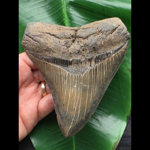 13,5 cm Zahn des Megalodon mit scharfer Zahnung 13,5 cm Zahn des Megalodon mit scharfer Zahnung