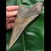 13,5 cm Zahn des Megalodon mit scharfer Zahnung 13,5 cm Zahn des Megalodon mit scharfer Zahnung