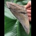 13,5 cm Zahn des Megalodon mit scharfer Zahnung 13,5 cm Zahn des Megalodon mit scharfer Zahnung