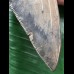 13,5 cm Zahn des Megalodon mit scharfer Zahnung 13,5 cm Zahn des Megalodon mit scharfer Zahnung