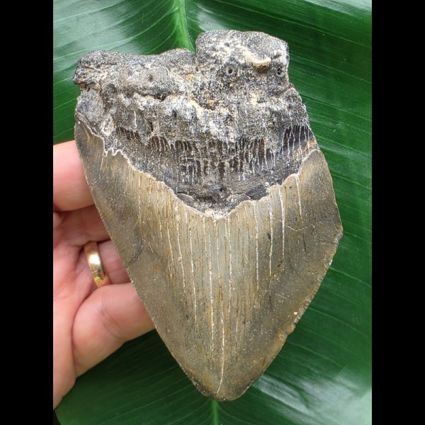 10,9 cm blaugrauer Zahn des Megalodon 10,9 cm blaugrauer Zahn des Megalodon