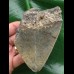 10,9 cm blaugrauer Zahn des Megalodon 10,9 cm blaugrauer Zahn des Megalodon