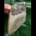 10,9 cm blaugrauer Zahn des Megalodon 10,9 cm blaugrauer Zahn des Megalodon