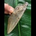 10,9 cm blaugrauer Zahn des Megalodon 10,9 cm blaugrauer Zahn des Megalodon