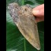 10,9 cm blaugrauer Zahn des Megalodon 10,9 cm blaugrauer Zahn des Megalodon