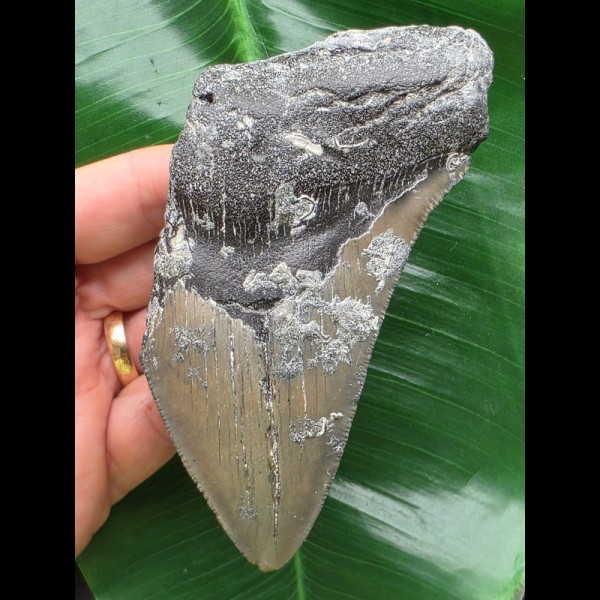 12,0 cm grauer Unterkieferzahn des Megalodon 12,0 cm grauer Unterkieferzahn des Megalodon