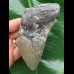 12,0 cm grauer Unterkieferzahn des Megalodon 12,0 cm grauer Unterkieferzahn des Megalodon