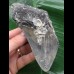 12,0 cm grauer Unterkieferzahn des Megalodon 12,0 cm grauer Unterkieferzahn des Megalodon