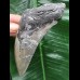 12,0 cm grauer Unterkieferzahn des Megalodon 12,0 cm grauer Unterkieferzahn des Megalodon
