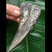 12,0 cm grauer Unterkieferzahn des Megalodon 12,0 cm grauer Unterkieferzahn des Megalodon