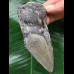 12,0 cm grauer Unterkieferzahn des Megalodon 12,0 cm grauer Unterkieferzahn des Megalodon
