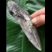 12,0 cm grauer Unterkieferzahn des Megalodon 12,0 cm grauer Unterkieferzahn des Megalodon
