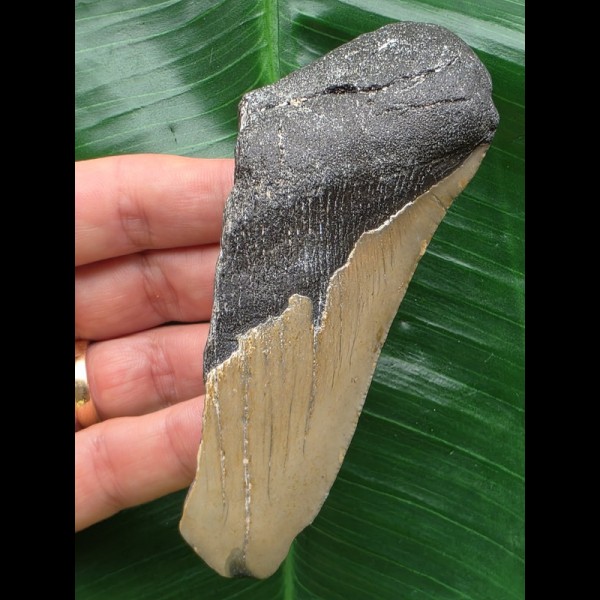 11,2 cm großes Zahnfragment des Megalodon 11,2 cm großes Zahnfragment des Megalodon