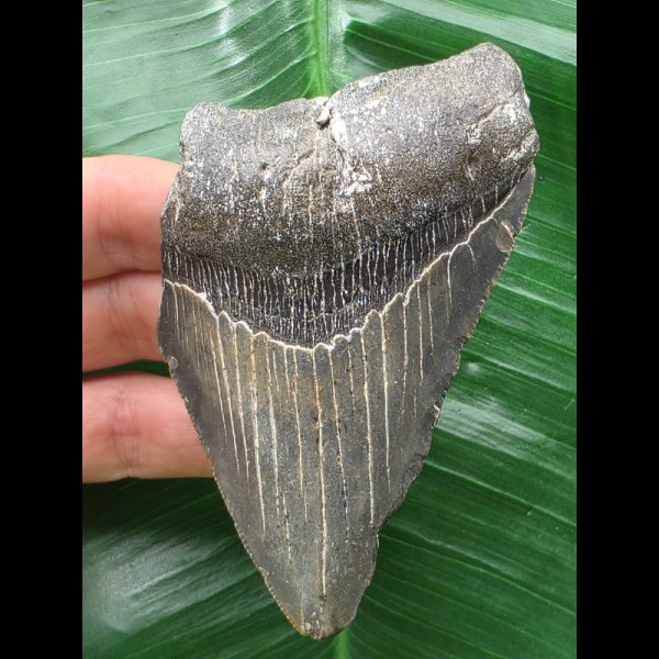 9,6 cm blauer Zahn des Megalodon 9,6 cm blauer Zahn des Megalodon