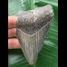 9,6 cm blauer Zahn des Megalodon 9,6 cm blauer Zahn des Megalodon