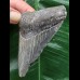 9,6 cm blauer Zahn des Megalodon 9,6 cm blauer Zahn des Megalodon