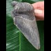 9,6 cm blauer Zahn des Megalodon 9,6 cm blauer Zahn des Megalodon
