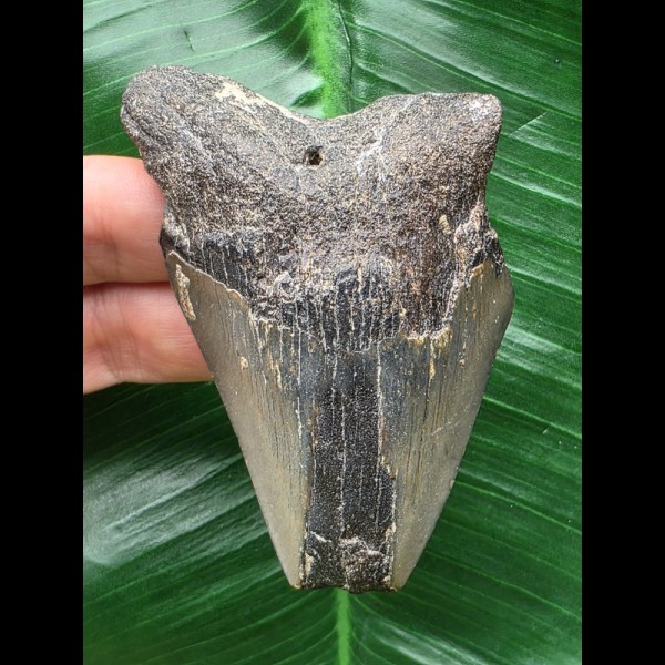 8,5 cm blauer Zahn des Megalodon 8,5 cm blauer Zahn des Megalodon