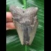 8,5 cm blauer Zahn des Megalodon 8,5 cm blauer Zahn des Megalodon